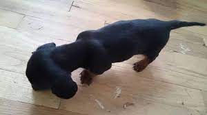Looking for a dachshund puppy or dog in colorado? Very Cute Dachshund Puppies For Sale In Colorado Springs Colorado Classified Americanlisted Com