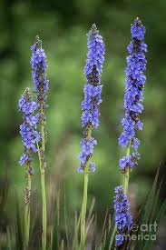 Image result for Aristea