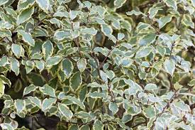 Image result for Pittosporum tenuifolium