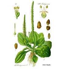 Image result for Plantaginaceae