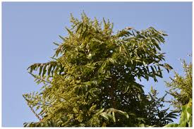 Image result for Deinbollia