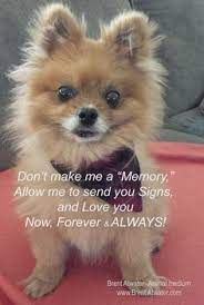  34 Dog Loss Quotes Cat Loss Quotes From Pet Spirits Animal Souls Ideas Cat Loss Quotes Dog Loss Quotes Pet Loss Quotes