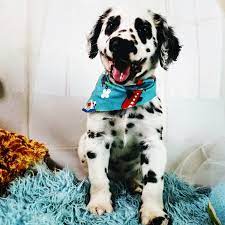 Akc proudly supports dedicated and responsible breeders. Available Puppies Long Coat Dalmatians