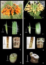 Image result for Leonotis nepetifolia