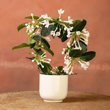 Image result for Stephanotis
