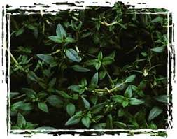 Perennial wildflower seeds blend ingredients. English Thyme