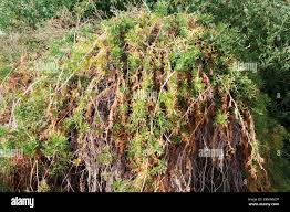 Image result for Rhabdophyllum welwitschii