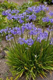 Image result for Agapanthus africanus
