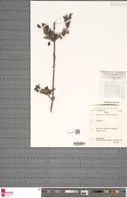 Image result for Anisosepalum