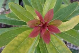 常緑樹とは 低木や広葉樹など庭木におすすめの種類は Horti ホルティ By Greensnap