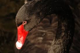 In 2009 when i made the decision to restart my musical group The Science Of Managing Black Swans