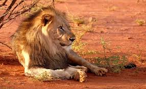 Lion, large, powerfully built cat that is second in size only to the tiger. Lions Attack Australian Zoo Worker Others Had To Enter Lion S Den To Save Her