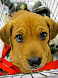 We did not find results for: Happy Paws Rescue Finds Homes For Research Beagles