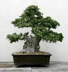 The National Bonsai Foundation (@NBFbonsai) / Posts / X