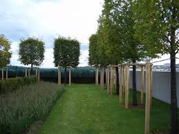 Spalierbaume Die Schwebende Hecke Moderner Sichtschutz Im Garten Gartenprodukte Gartendesign Ideen Hecke Pflanzen