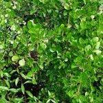 Image result for Searsia lucida