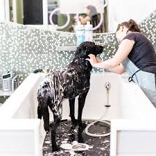 Check spelling or type a new query. Dog Wash Grooming Salon Bubbly Paws To Expand Nationwide Pet Age