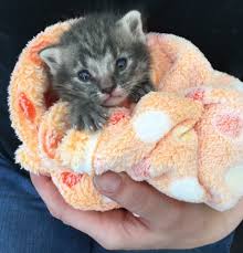 But i looked at them about 15 or 20 minutes after i wiped them down, and they are already covered. 10 Crucial Steps To Take To Save An Abandoned Newborn Kitten