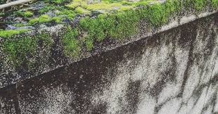 台灣是個多山 擁有豐富山林與植物動物的島嶼 但城市已經習慣 利用一些車道 高樓大廈來佔據原本該屬於它們的生長環境 人與自然互相在爭奪生存環境 其實我們都知道植物需要重新回到我們的生活 我們樂於也歡喜 blog posts blog post