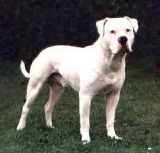 Black And White American Bulldog Boxer Mix What An Interesting Color Greyhound American Utah Size Dogs Page 2 American Bulldog Bulldog Bulldog Dog
