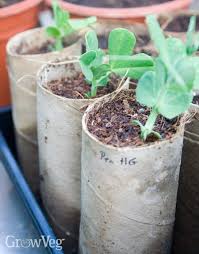 The same thing happens with roots. How To Choose The Right Containers For Growing Vegetables