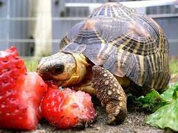 How Long Can A Pet Turtle Live Without Food The Turtle Hub
