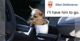 Apr 30, 2020 · most best friends get their quality time in by knocking back a few glasses of wine while watching reruns of their favorite trashy tv shows. Ellen Degeneres Cat And Dog Captions Put Fun Spin On Fans Pet Photos