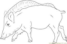 We have collected 34+ boar coloring page images of various designs for you to color. European Wild Boar Coloring Page For Kids Free Boar Printable Coloring Pages Online For Kids Coloringpages101 Com Coloring Pages For Kids