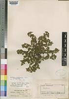 Image result for Otiophora