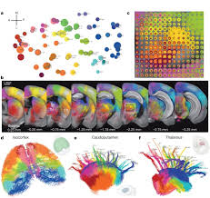 This is what we are devoted to do aiming to help players that stuck in. A Mesoscale Connectome Of The Mouse Brain Nature