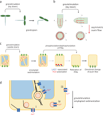 Check spelling or type a new query. Gravity Sensing In Plant And Animal Cells Npj Microgravity