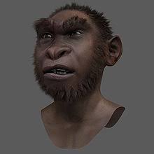 El niño de turkana había alcanzado una estatura considerable y la osificación de las articulaciones estaba mucho más avanzada de lo que correspondería a un niño o niña actual de ocho años. Nino De Nariokotome Wikipedia La Enciclopedia Libre