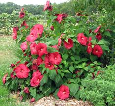 The seeds are our own production!!! Lord Baltimore Hardy Hibiscus Plant 2 Gallon Pot Walmart Com Walmart Com