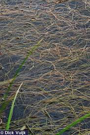 Image result for Stuckenia