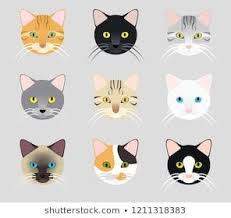 set cute cat face different color stock vector royalty free 1350242702 in 2021 cute cat drawing cat face drawing cute cat face