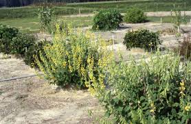 Image result for Crotalaria spectabilis