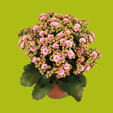 Image result for Kalanchoe rosalina