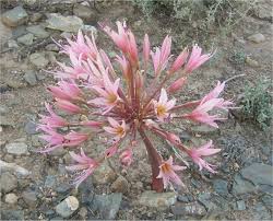 Image result for Ammocharis