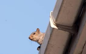 Maybe you would like to learn more about one of these? What S That Noise In My East Nashville Attic