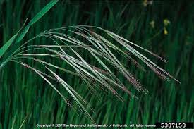 Image result for Bromus leptoclados