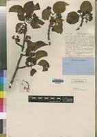 Image result for Afrocanthium lactescens