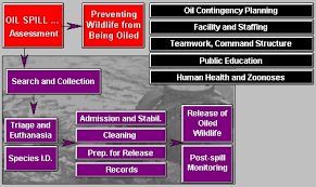 Managing Oiled Wildlife Flowchart