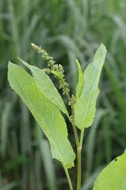 Image result for Rumex