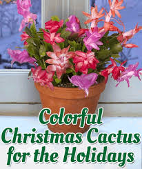 Our christmas cactus starter plants come rooted with two plants per cell and at least two pads per plant. Colorful Christmas Cactus For The Holidays Logee S