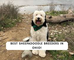 Health tested breeding dogs, owner friendly warranty. 6 Best Sheepadoodle Breeders In Ohio 2021 We Love Doodles