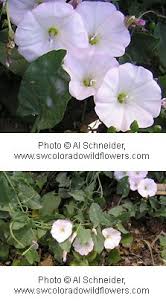 Image result for Convolvulus arvensis