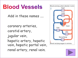 The reason is there is at least one other portal venous system in the body. Cardiovascular System What Do You Know Already Ppt Download