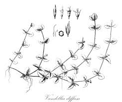 Image result for Crepidorhopalon schweinfurthii