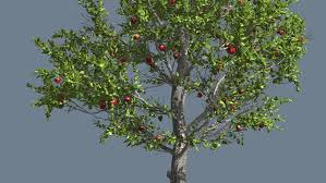 Many of the excess fruitlets will drop shortly after petal fall or later, during june drop. Apple Thin Tree With Apple Stock Footage Video 100 Royalty Free 13501448 Shutterstock