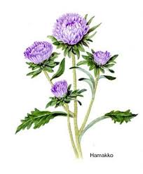 In chinese folklore, they represent a single day for lovers to. Flowers Drawings Aster Botanical Art Watercolors Flowers Tn Leading Flowers Magazine Daily Beautiful Flowers For All Occasions